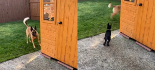 Illustration de l'article : L'adorable réaction d'un chien "effrayant" à qui on a donné une petite soeur (vidéo)