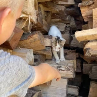 Article illustration: Two brothers find a cat hidden in a wood pile and introduce him to family love