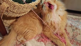 Illustration de l'article : 20 photos d'animaux un peu trop curieux et gaffeurs qui se sont mis en mauvaise posture