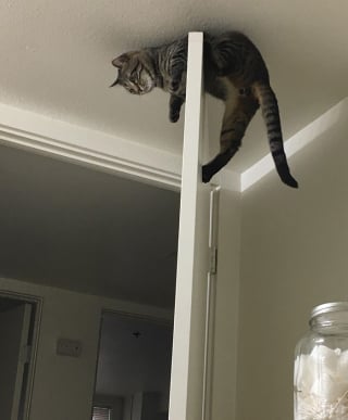 Illustration de l'article : 20 photos d'animaux un peu trop curieux et gaffeurs qui se sont mis en mauvaise posture