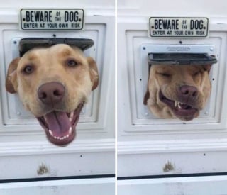 Illustration de l'article : 20 photos d'animaux un peu trop curieux et gaffeurs qui se sont mis en mauvaise posture