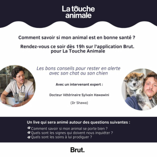 Illustration de l'article : Comment savoir si votre petit compagnon est en bonne santé ? : le troisième volet de « La Touche Animale » donne la parole à un vétérinaire