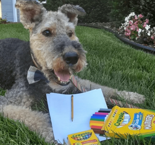 Illustration de l'article : 13 photos splendides de chiens qui sont prêts à accueillir l'automne à pattes ouvertes