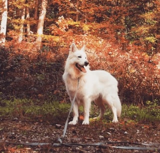 Illustration de l'article : 13 photos splendides de chiens qui sont prêts à accueillir l'automne à pattes ouvertes
