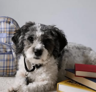 Illustration de l'article : 13 photos splendides de chiens qui sont prêts à accueillir l'automne à pattes ouvertes