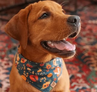 Illustration de l'article : 13 photos splendides de chiens qui sont prêts à accueillir l'automne à pattes ouvertes