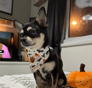 Illustration de l'article : 13 photos splendides de chiens qui sont prêts à accueillir l'automne à pattes ouvertes
