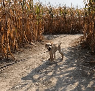 Illustration de l'article : 13 photos splendides de chiens qui sont prêts à accueillir l'automne à pattes ouvertes