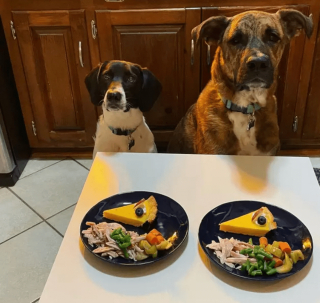 Illustration de l'article : 13 photos splendides de chiens qui sont prêts à accueillir l'automne à pattes ouvertes