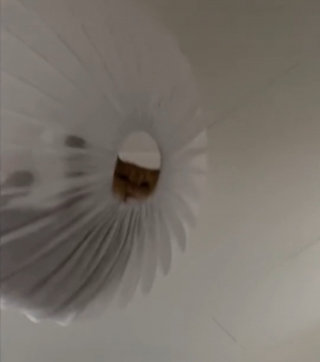 Illustration de l'article : Un chat fait un saut spectaculaire pour rejoindre son étonnant "panier" suspendu (vidéo)