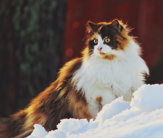 Illustration de l'article : 19 photos rendant honneur à la majesté des chats Norvégiens