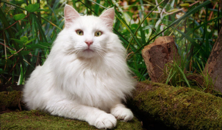 Illustration de l'article : 19 photos rendant honneur à la majesté des chats Norvégiens