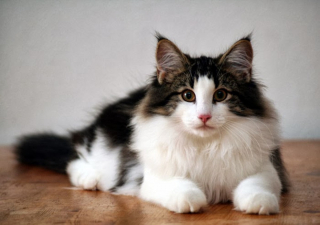 Illustration de l'article : 19 photos rendant honneur à la majesté des chats Norvégiens