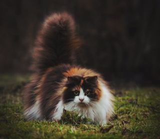 Illustration de l'article : 19 photos rendant honneur à la majesté des chats Norvégiens