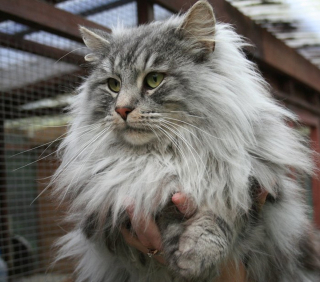 Illustration de l'article : 19 photos rendant honneur à la majesté des chats Norvégiens