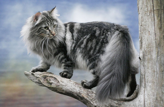 Illustration de l'article : 19 photos rendant honneur à la majesté des chats Norvégiens