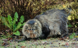 Illustration de l'article : 19 photos rendant honneur à la majesté des chats Norvégiens