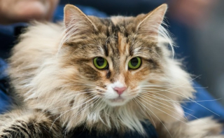 Illustration de l'article : 19 photos rendant honneur à la majesté des chats Norvégiens