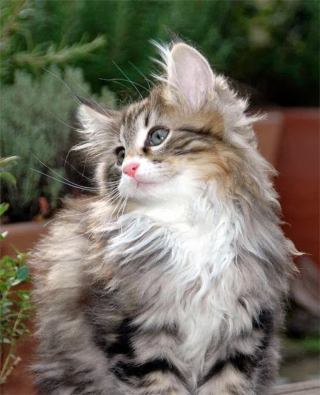 Illustration de l'article : 19 photos rendant honneur à la majesté des chats Norvégiens