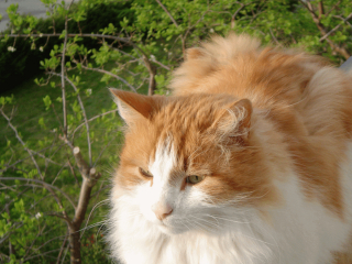 Illustration de l'article : 19 photos rendant honneur à la majesté des chats Norvégiens