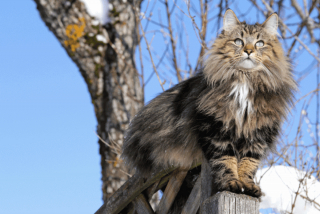 Illustration de l'article : 19 photos rendant honneur à la majesté des chats Norvégiens