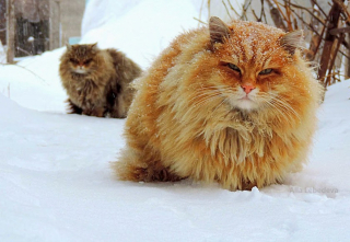 Illustration de l'article : 19 photos rendant honneur à la majesté des chats Norvégiens