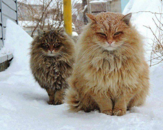 Illustration de l'article : 19 photos rendant honneur à la majesté des chats Norvégiens