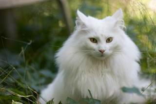 Illustration de l'article : 19 photos rendant honneur à la majesté des chats Norvégiens