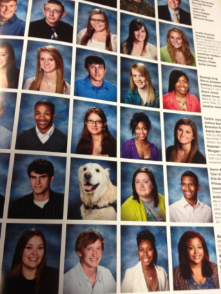 Illustration de l'article : 15 chiens s'incrustant sans vergogne dans les photos de rentrée de leurs jeunes amis humains