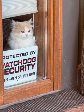Illustration de l'article : 11 photos prouvant que les chats peuvent aussi avoir un travail et s’y plaire