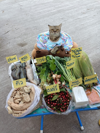 Illustration de l'article : 11 photos prouvant que les chats peuvent aussi avoir un travail et s’y plaire