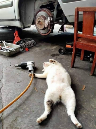 Illustration de l'article : 11 photos prouvant que les chats peuvent aussi avoir un travail et s’y plaire