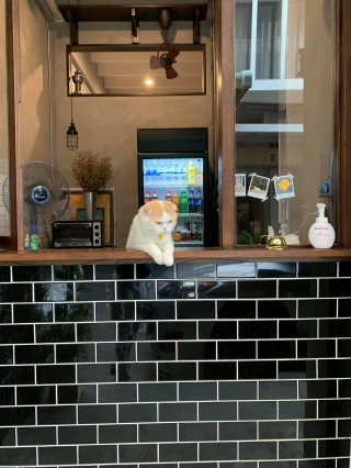 Illustration de l'article : 11 photos prouvant que les chats peuvent aussi avoir un travail et s’y plaire
