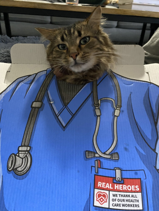 Illustration de l'article : 11 photos prouvant que les chats peuvent aussi avoir un travail et s’y plaire