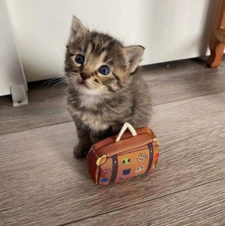 Illustration de l'article : 11 photos prouvant que les chats peuvent aussi avoir un travail et s’y plaire