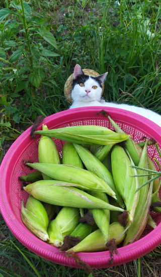 Illustration de l'article : 11 photos prouvant que les chats peuvent aussi avoir un travail et s’y plaire