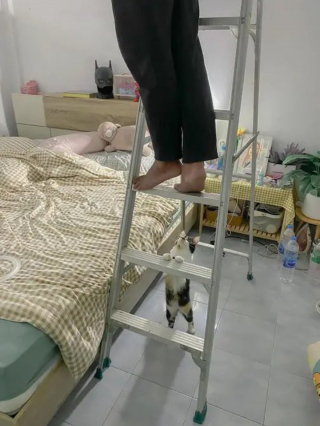 Illustration de l'article : 11 photos prouvant que les chats peuvent aussi avoir un travail et s’y plaire