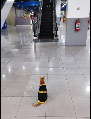 Illustration de l'article : 11 photos prouvant que les chats peuvent aussi avoir un travail et s’y plaire