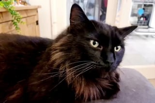 Illustration de l'article : "Je ne savais pas si je devais vomir ou pleurer" : une femme sous le choc en découvrant les images du livreur lançant une pierre sur son chat