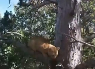 Illustration de l'article : Un spécialiste en élagage escalade un arbre de 15 mètres de hauteur pour secourir un chat