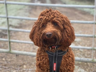 Illustration de l'article : Un chien frôle la mort après s’être régalé en léchant la brosse de nettoyage du barbecue : les vétérinaires appellent à la vigilance 
