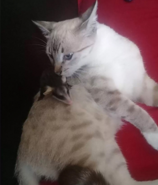 Illustration de l'article : Sa chatte rentre à la maison avec un étrange bébé sur le dos qu’elle a visiblement adopté