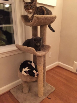 Illustration de l'article : 20 photos désopilantes de chiens qui sont persuadés d'être des chats