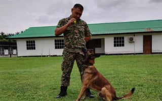 Article illustration: An aggressive Belgian Malinois from the military literally changes his stance when he meets his beloved handler