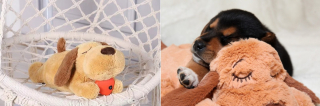 Illustration de l'article : Découvrez les 11 essentiels de l'automne pour accueillir au mieux votre nouveau chiot ou chaton