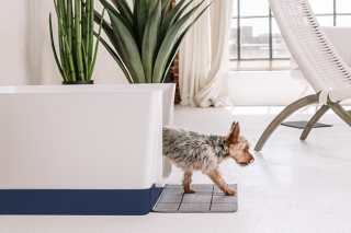 Illustration de l'article : Salon Maison & Objet 2022 : à la découverte des innovations et nouveautés au service du bien-être des animaux