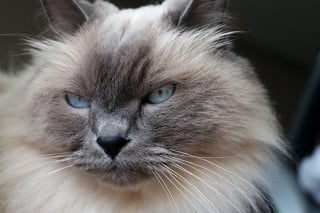 Illustration de l'article : Un chat sauvage qui vivait sur le toit d’un restaurant depuis des années enfin secouru grâce à un sauvetage de grande ampleur