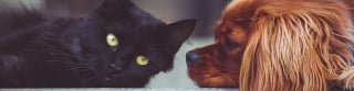Illustration de l'article : L’Animal en Ville lance sa 11ème édition ce samedi 24 septembre à Boulogne-Billancourt
