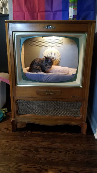Illustration de l'article : 17 photos prouvant que l'on peut s'attendre à tout avec un chat