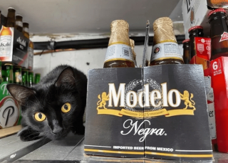 Illustration de l'article : 17 photos prouvant que l'on peut s'attendre à tout avec un chat